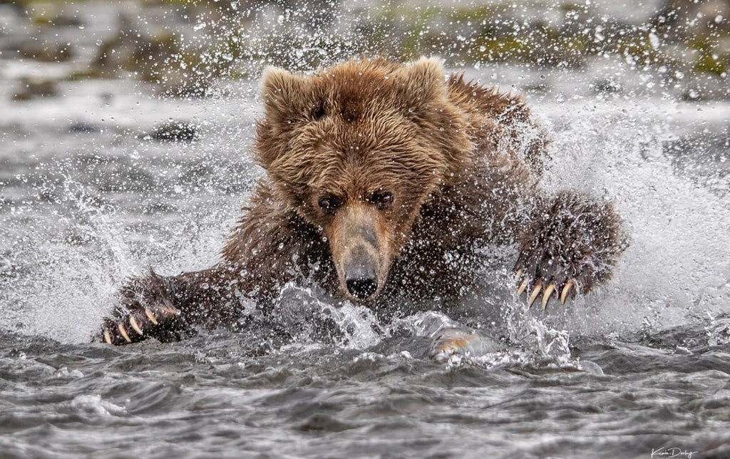 Expert Brown Bear Photography Workshops By Renowned Wildlife Photographer Kevin Dooley