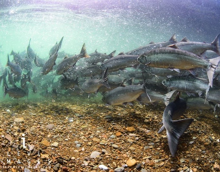 The World Biggest Sockeye Salmon Run Keeps Getting Bigger!   ATA Lodge on the Alagnak Wild River sits poised to experience another Bumper Year in 2018!