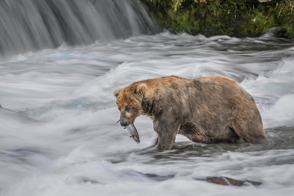 Kevin Dooley Bear Photography Workshop 2020