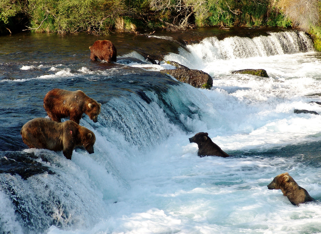 The Katmai National Park, The Wild Alagnak River and Alaska Trophy Adventures Lodge - Part 1