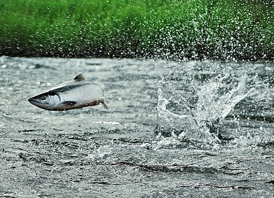 Sockeye Salmon Weeks Selling Out Fast.  Alaska Fishing at its Best, Alagnak River, ATA Lodge, Bristol Bay!