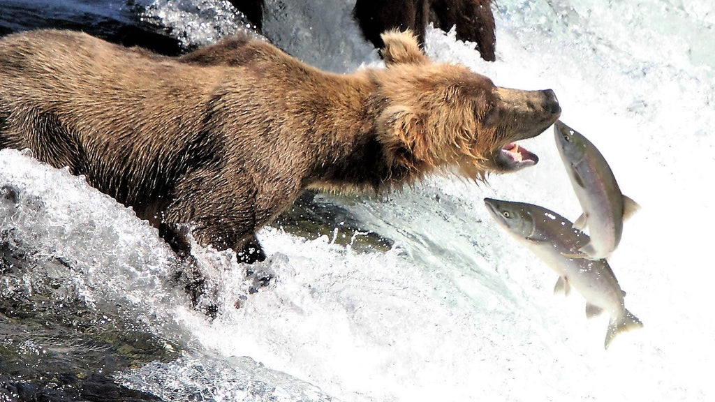 2018 Mid Season Fishing Report at ATA Lodge on the Alagnak Wild River of Bristol Bay Alaska