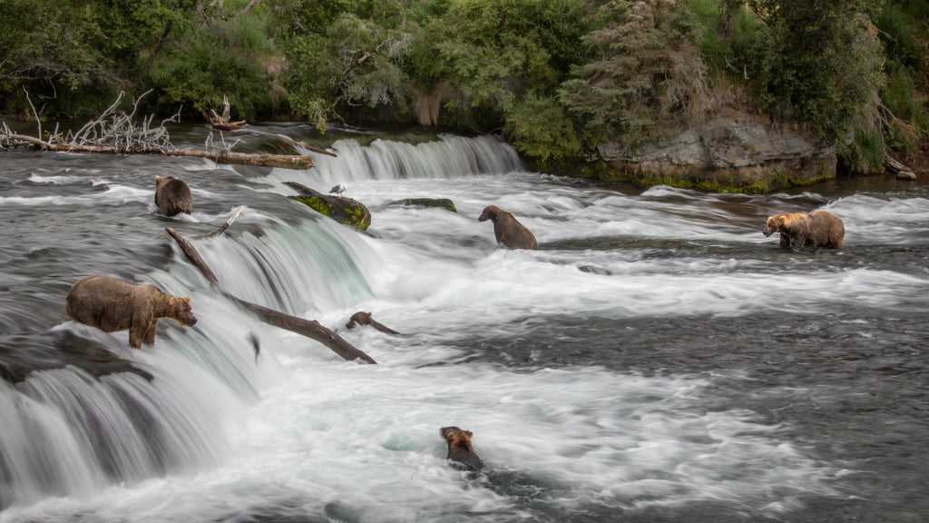 Alaska Trophy Adventures Lodge to host Renowned Wildlife Photographer Kevin Dooley for his 2019 Alaskan Brown Bear Photography Workshops