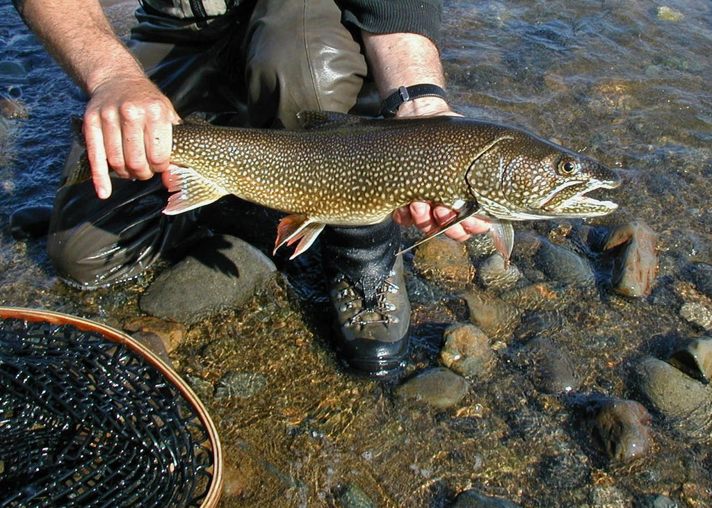 The Alagnak River and Alaska Trophy Adventures Lodge - The Fish - Part 9 (Lake Trout)