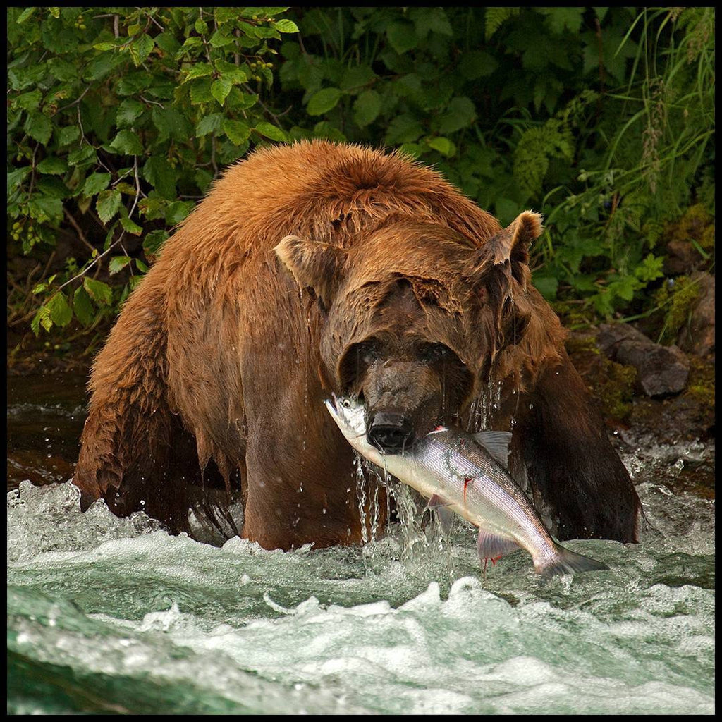 Alaska Trophy Adventures Lodge on the Wild Alagnak River - 2016 End of Season Update