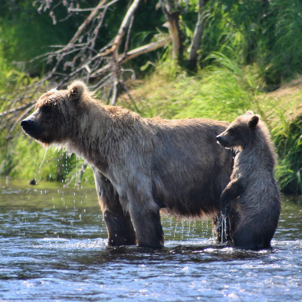 Bear Viewing on The Wild Alagnak River at Alaska Trophy Adventures Lodge in The Katmai National Park and Preserve