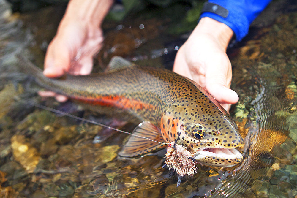 Trout on Mice is Mighty Nice - 2017 Alagnak River Trout Opener Special Deal at ATA Lodge - Bristol Bay, Alaska