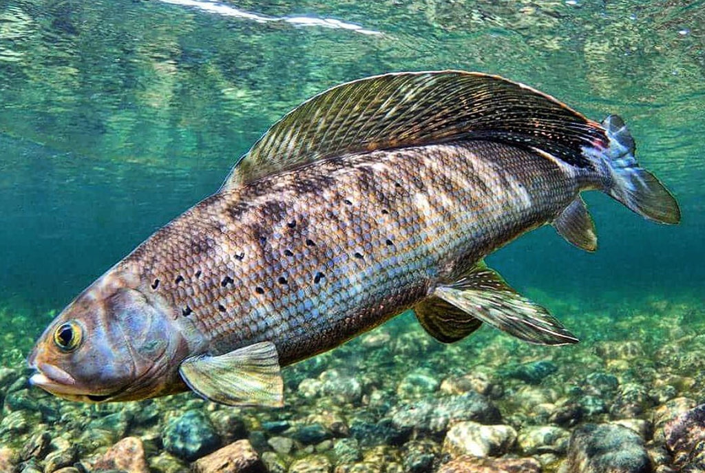 The Lady of the River – Arctic Grayling Fishing at Alaska Trophy Adventures Lodge on the Alagnak River of Bristol Bay.