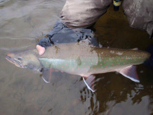 The Alagnak River and Alaska Trophy Adventures Lodge - The Fish - Part 7 (Arctic Char/Dolly Varden)