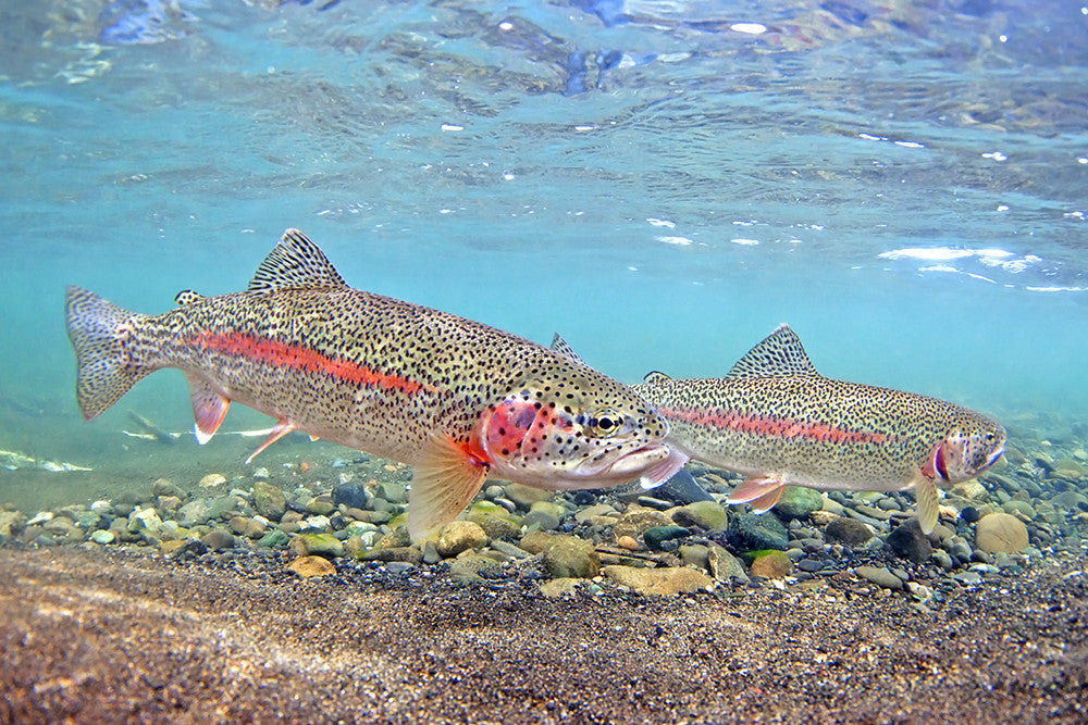 Wonder at the Wonder - The Wild Alagnak River of Bristol Bay and Alaska Trophy Adventures Lodge