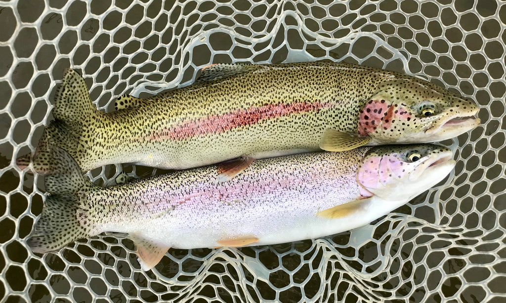 2019 Season Opening Trout and Grayling Fishing at ATA Lodge, on the Wild and Scenic Alagnak River, Bristol Bay, Alaska!
