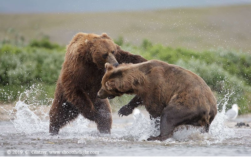 Charles Glatzer To Hold 2019 Alaskan Brown Bear Photography Workshop Trip at ATA Lodge