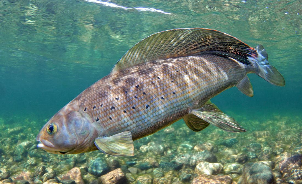 The Alagnak River and Alaska Trophy Adventures Lodge - The Fish - Part 8 (Arctic Grayling)