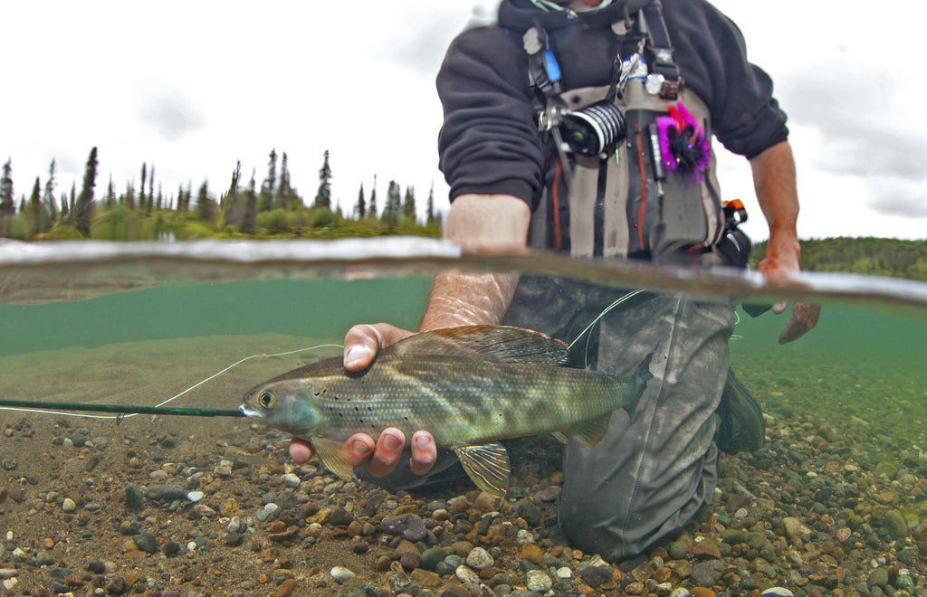 Dance of the Grayling!  We Love our "Ladies of the River" on the Alagnak Wild River.  Bristol Bay Fishing Trips at their Best at ATA Lodge!