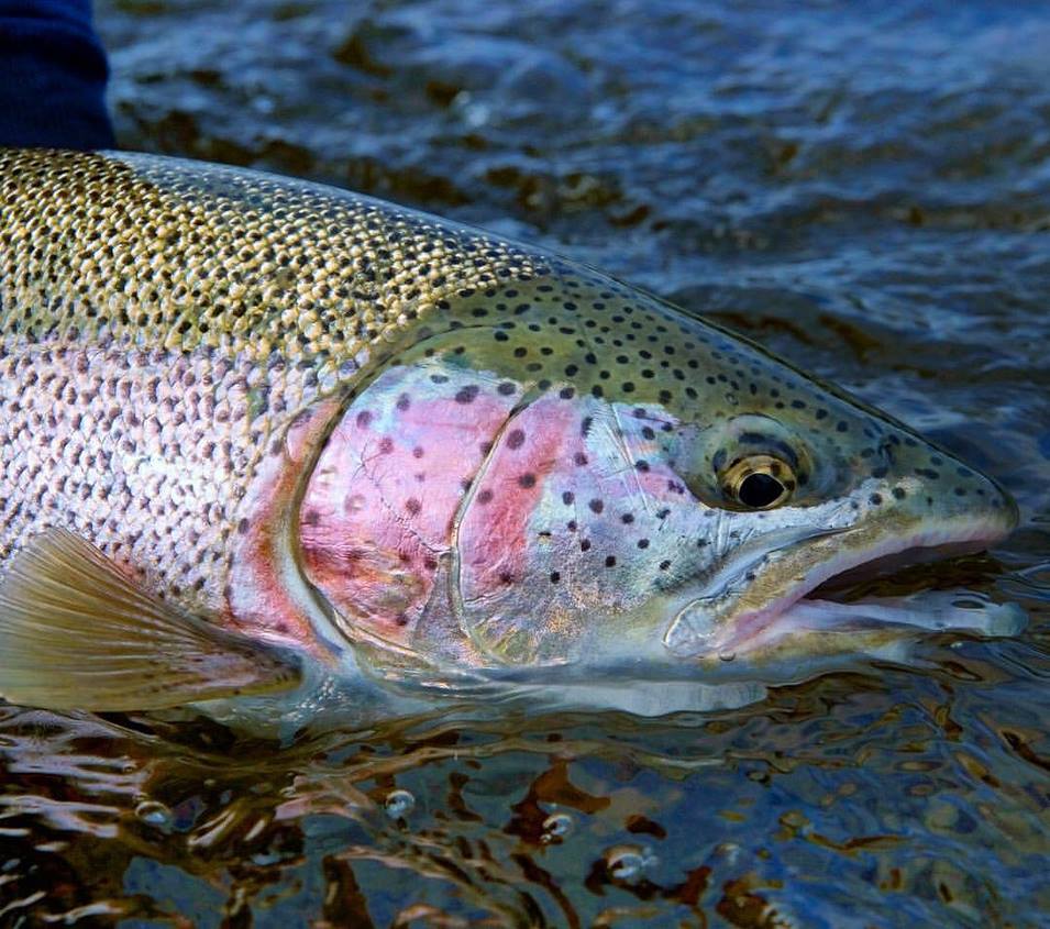2018 Season Opener Special - The Most Affordable Fly-in Fishing -  World Renowned Trout Fishing on the Alagnak River at ATA Lodge!